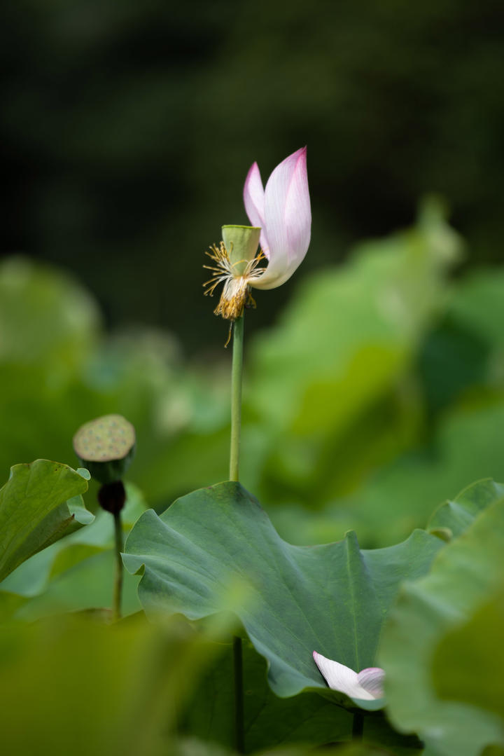 刘亦菲也想去看冰封黄玫瑰